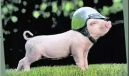 网红猪小七吃瓜,揭秘网红猪的娱乐生活