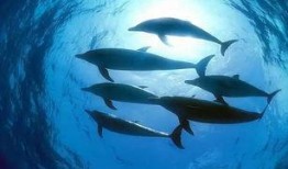 一线吃瓜by海底见月免费阅读,海底见月带你领略免费阅读的精彩世界